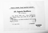 Septoria noctiflorae image